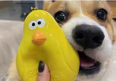 2023新作★♪犬のおもちゃ★♪遊び★可愛いペット★玩具★犬用おもちゃ★歯ぎしり★ペット用品