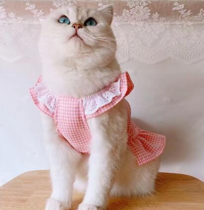 【ペット用品】★♪可愛いペット服★♪春夏★♪猫服★新款★♪ S-XL