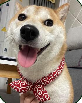 【ペット用品】2023新作★♪ペット用首輪★♪可愛いネックレス★犬猫兼用首輪★♪サイズ S-L